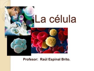 La célula Profesor:  Raúl Espinal Brito. 