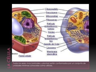 La célula Todos los seres vivos (animales y plantas) están conformados por un conjunto de unidades mínimas conocidas como células. 