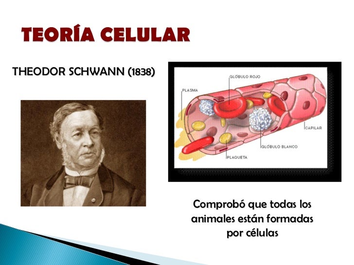 La célula
