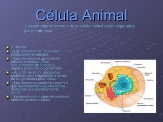 Célula Animal Destacan:  - Las mitocondrias, orgánulos productores de energía,  - Las membranas apiladas del retículo endoplasmático liso( productor de lípidos) y rugoso( productor de proteínas) - Aparato de Golgi, agrupa las proteínas para exportarlas a través de la membrana plasmática, - Los lisosomas contienen enzimas que descomponen algunas de las moléculas que penetran en la célula. - La membrana nuclear envuelve el material genético celular.  Las estructuras internas de la célula animal están separadas por membranas.   