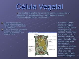 Célula Vegetal - La membrana celular estable una barrera entre la cromática( material genético) y el citoplasma.  - Las mitocondrias, de interior sinuoso, convierten los nutrientes en energía que utiliza la planta. Las células vegetales, así como las animales, presentan un alto grado de organización con numerosas estructuras internas delimitadas por membranas. A diferencia de la animal, la vegetal contiene cloroplastos, unos orgánulos capaces de sintetizar azucares a partir de dióxido de carbono, agua y luz solar. Otro diferenciador es la pared celular, formada por celulosa rígida, y la vacuola única y llena de líquido, muy grande en la célula vegetal. 