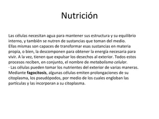 Nutrición Las células necesitan agua para mantener sus estructura y su equilibrio interno, y también se nutren de sustancias que toman del medio.  Ellas mismas son capaces de transformar esas sustancias en materia propia, o bien, la descomponen para obtener la energía necesaria para vivir. A la vez, tienen que expulsar los desechos al exterior. Todos estos procesos reciben, en conjunto, el nombre de  metabolismo celular . · Las células pueden tomar los nutrientes del exterior de varias maneras. Mediante  fagocitosis , algunas células emiten prolongaciones de su citoplasma, los pseudópodos, por medio de los cuales engloban las partículas y las incorporan a su citoplasma. 