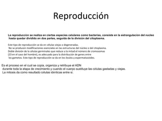 Reproducción La reproducci ó n se realiza en ciertas especies celulares como bacterias, consiste en la estrangulaci ó n del n ú cleo hasta quedar dividido en dos partes, seguida de la divisi ó n del citoplasma. Este tipo de reproducción se da en células viejas o degeneradas. No se producen modificaciones esenciales en las estructuras del núcleo o del citoplasma. Doble división de la células germinales que reduce a la mitad el número de cromosomas  (23 en el caso del hombre), es adecuado para la distribución de genes entre los gametos. Este tipo de reproducción se da en los óvulos y espermatozoides. Es el proceso en el cu á l se copia, organiza y retribuye el ADN   durante toda la etapa de crecimiento y cuando el cuerpo sustituye las c é lulas gastadas y viejas. La mitosis da como resultado c é lulas id é nticas entre s í . 