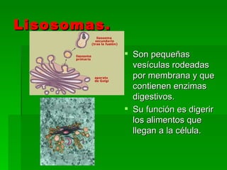Lisosomas. Son pequeñas vesículas rodeadas por membrana y que contienen enzimas digestivos. Su función es digerir los alimentos que llegan a la célula. 