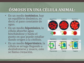 ÓSMOSIS EN UNA CÉLULA ANIMAL:
• En un medio isotónico, hay
  un equilibrio dinámico, es
  decir, el paso constante de
  agua.
• En un medio hipotónico, la
  célula absorbe agua
  hinchándose y hasta el
  punto en que puede estallar
  dando origen a la citólisis.
• En un medio hipertónico, la
  célula se arruga llegando a
  deshidratarse y muere, esto
  se llama crenación.
 