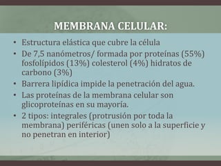 MEMBRANA CELULAR:
• Estructura elástica que cubre la célula
• De 7,5 nanómetros/ formada por proteínas (55%)
  fosfolípidos (13%) colesterol (4%) hidratos de
  carbono (3%)
• Barrera lipídica impide la penetración del agua.
• Las proteínas de la membrana celular son
  glicoproteínas en su mayoría.
• 2 tipos: integrales (protrusión por toda la
  membrana) periféricas (unen solo a la superficie y
  no penetran en interior)
 