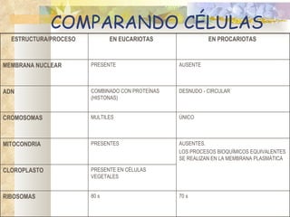 COMPARANDO CÉLULAS
  ESTRUCTURA/PROCESO          EN EUCARIOTAS                EN PROCARIOTAS



MEMBRANA NUCLEAR       PRESENTE                  AUSENTE



ADN                    COMBINADO CON PROTEÍNAS   DESNUDO - CIRCULAR
                       (HISTONAS)


CROMOSOMAS             MULTILES                  ÚNICO



MITOCONDRIA            PRESENTES                 AUSENTES.
                                                 LOS PROCESOS BIOQUÍMICOS EQUIVALENTES
                                                 SE REALIZAN EN LA MEMBRANA PLASMÁTICA

CLOROPLASTO            PRESENTE EN CÉLULAS
                       VEGETALES


RIBOSOMAS              80 s                      70 s
 