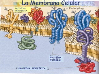La Membrana Celular
PROTÉINA
PERIFERICA




                        PROTEÍNA
                        INTEGRAL


  PROTEÍNA PERIFÉRICA
 