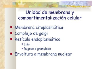 Unidad de membrana y
     compartimentalización celular
   Membrana citoplasmática
   Complejo de golgi
   Retículo endoplasmático
        Liso
        Rugoso o granulado

   Envoltura o membrana nuclear
 