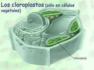 Los cloroplastos (sólo en células
vegetales)
 