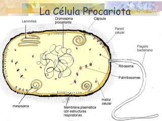 La Célula Procariota
 