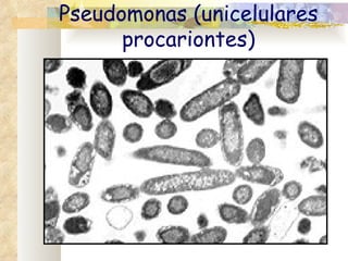 Pseudomonas (unicelulares
      procariontes)
 
