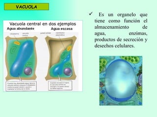 VACUOLA
                Es un organelo que
              tiene como función el
              almacenamiento        de
              agua,           enzimas,
              productos de secreción y
              desechos celulares.
 