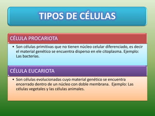 TIPOS DE CÉLULAS

CÉLULA PROCARIOTA
• Son células primitivas que no tienen núcleo celular diferenciado, es decir
  el material genético se encuentra disperso en ele citoplasma. Ejemplo:
  Las bacterias.


CÉLULA EUCARIOTA
• Son células evolucionadas cuyo material genético se encuentra
  encerrado dentro de un núcleo con doble membrana. Ejemplo: Las
  células vegetales y las células animales.
 