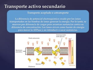 Transporte activo secundario
Transporte acoplado o cotransporte
La diferencia de potencial electroquímico creado por los iones
transportados en las bombas de iones generan la energía. Por lo tanto, se
mueven por diferencia de cargas pero arrastran sustancias contra su
diferencia de concentración. Los iones sirven como fuente de energía
para mover la ATPasa y así introducir o sacar sustancias.
 