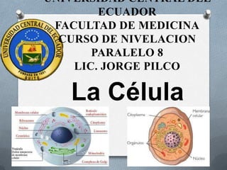UNIVERSIDAD CENTRAL DEL
        ECUADOR
 FACULTAD DE MEDICINA
  CURSO DE NIVELACION
       PARALELO 8
    LIC. JORGE PILCO

   La Célula
 