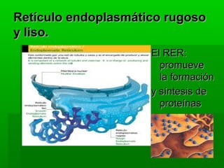 Retículo endoplasmático rugoso
y liso.
                     El RER:
                       promueve
                       la formación
                     y síntesis de
                       proteínas
 