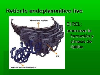 Retículo endoplasmático liso

                      El REL:
                      promueve la
                        formación y
                        síntesis de
                        lípidos
 