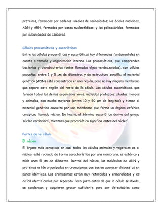 proteínas, formadas por cadenas lineales de aminoácidos; los ácidos nucleicos,

ADN y ARN, formados por bases nucleotídicas, y los polisacáridos, formados

por subunidades de azúcares.



Células procarióticas y eucarióticas

Entre las células procarióticas y eucarióticas hay diferencias fundamentales en

cuanto a tamaño y organización interna. Las procarióticas, que comprenden

bacterias y cianobacterias (antes llamadas algas verdeazuladas), son células

pequeñas, entre 1 y 5 µm de diámetro, y de estructura sencilla; el material

genético (ADN) está concentrado en una región, pero no hay ninguna membrana

que separe esta región del resto de la célula. Las células eucarióticas, que

forman todos los demás organismos vivos, incluidos protozoos, plantas, hongos

y animales, son mucho mayores (entre 10 y 50 µm de longitud) y tienen el

material genético envuelto por una membrana que forma un órgano esférico

conspicuo llamado núcleo. De hecho, el término eucariótico deriva del griego

‘núcleo verdadero’, mientras que procariótico significa ‘antes del núcleo’.



Partes de la célula

El núcleo

El órgano más conspicuo en casi todas las células animales y vegetales es el

núcleo; está rodeado de forma característica por una membrana, es esférico y

mide unas 5 µm de diámetro. Dentro del núcleo, las moléculas de ADN y

proteínas están organizadas en cromosomas que suelen aparecer dispuestos en

pares idénticos. Los cromosomas están muy retorcidos y enmarañados y es

difícil identificarlos por separado. Pero justo antes de que la célula se divida,

se condensan y adquieren grosor suficiente para ser detectables como
 