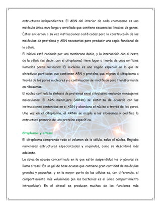 estructuras independientes. El ADN del interior de cada cromosoma es una

molécula única muy larga y arrollada que contiene secuencias lineales de genes.

Éstos encierran a su vez instrucciones codificadas para la construcción de las

moléculas de proteínas y ARN necesarias para producir una copia funcional de

la célula.

El núcleo está rodeado por una membrana doble, y la interacción con el resto

de la célula (es decir, con el citoplasma) tiene lugar a través de unos orificios

llamados poros nucleares. El nucléolo es una región especial en la que se

sintetizan partículas que contienen ARN y proteína que migran al citoplasma a

través de los poros nucleares y a continuación se modifican para transformarse

en ribosomas.

El núcleo controla la síntesis de proteínas en el citoplasma enviando mensajeros

moleculares. El ARN mensajero (ARNm) se sintetiza de acuerdo con las

instrucciones contenidas en el ADN y abandona el núcleo a través de los poros.

Una vez en el citoplasma, el ARNm se acopla a los ribosomas y codifica la

estructura primaria de una proteína específica.



Citoplasma y citosol

El citoplasma comprende todo el volumen de la célula, salvo el núcleo. Engloba

numerosas estructuras especializadas y orgánulos, como se describirá más

adelante.

La solución acuosa concentrada en la que están suspendidos los orgánulos se

llama citosol. Es un gel de base acuosa que contiene gran cantidad de moléculas

grandes y pequeñas, y en la mayor parte de las células es, con diferencia, el

compartimiento más voluminoso (en las bacterias es el único compartimiento

intracelular). En el citosol se producen muchas de las funciones más
 
