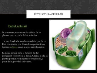 ESTRUCTURA CELULAR
Pared celular:
Se encuentra presente en las células de las
plantas, pero no en la de los animales.
La pared rodea la membrana celular por fuera.
Está constituida por fibras de un polisacárido
llamado celulosa unida a otros carbohidratos.
La pared celular tiene la función de dar
protección y soporte a la célula. Gracias a ella, las
plantas permanecen erectas sobre el suelo, a
pesar de la gravedad y el viento.
 