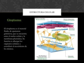 ESTRUCTURA CELULAR
Citoplasma:
El citoplasma es el material
fluido, de apariencia
gelatinosa, que se encuentra
entre el núcleo celular y la
membrana plasmática. Su
función es albergar los
orgánulos celulares y
contribuir al movimiento de
los mismos.
 