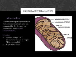 ORGANELAS CITOPLASMÁTICAS
Mitocondria:
Están cubiertas por dos membranas,
la membrana interna presenta una
gran cantidad de pliegues a los
cuales se les llama crestas
mitocondriales.
Función:
• Producir energía. Las
mitocondrias poseen su propio
ADN mitocondrial.
• Respiración celular.
 