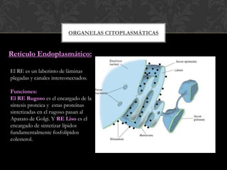 ORGANELAS CITOPLASMÁTICAS
Retículo Endoplasmático:
El RE es un laberinto de láminas
plegadas y canales interconectados.
Funciones:
El RE Rugoso es el encargado de la
síntesis proteica y estas proteínas
sintetizadas en el rugoso pasan al
Aparato de Golgi. Y RE Liso es el
encargado de sintetizar lípidos
fundamentalmente fosfolípidos
colesterol.
 