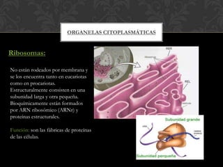 ORGANELAS CITOPLASMÁTICAS
Ribosomas:
No están rodeados por membrana y
se los encuentra tanto en eucariotas
como en procariotas.
Estructuralmente consisten en una
subunidad larga y otra pequeña.
Bioquímicamente están formados
por ARN ribosómico (ARNr) y
proteínas estructurales.
Función: son las fábricas de proteínas
de las células.
 