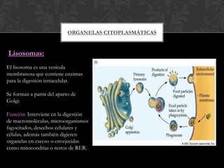 ORGANELAS CITOPLASMÁTICAS
Lisosomas:
El lisosoma es una vesícula
membranosa que contiene enzimas
para la digestión intracelular.
Se forman a partir del aparto de
Golgi.
Función: Interviene en la digestión
de macromoléculas, microorganismos
fagocitados, desechos celulares y
células, además también digieren
organelas en exceso o envejecidas
como mitocondrias o restos de RER.
 