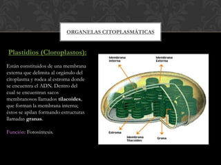 ORGANELAS CITOPLASMÁTICAS
Plastidios (Cloroplastos):
Están constituidos de una membrana
externa que delimita al orgánulo del
citoplasma y rodea al estroma donde
se encuentra el ADN. Dentro del
cual se encuentran sacos
membranosos llamados tilacoides,
que forman la membrana interna;
éstos se apilan formando estructuras
llamadas granas.
Función: Fotosíntesis.
 