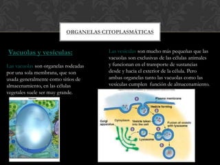 ORGANELAS CITOPLASMÁTICAS
Vacuolas y vesículas:
Las vacuolas son organelas rodeadas
por una sola membrana, que son
usada generalmente como sitios de
almacenamiento, en las células
vegetales suele ser muy grande.
Las vesículas son mucho más pequeñas que las
vacuolas son exclusivas de las células animales
y funcionan en el transporte de sustancias
desde y hacia el exterior de la célula. Pero
ambas organelas tanto las vacuolas como las
vesículas cumplen función de almacenamiento.
 