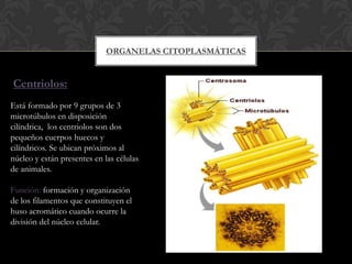ORGANELAS CITOPLASMÁTICAS
Centriolos:
Está formado por 9 grupos de 3
microtúbulos en disposición
cilíndrica, los centriolos son dos
pequeños cuerpos huecos y
cilíndricos. Se ubican próximos al
núcleo y están presentes en las células
de animales.
Función: formación y organización
de los filamentos que constituyen el
huso acromático cuando ocurre la
división del núcleo celular.
 