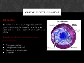 ORGANELAS CITOPLASMÁTICAS
El núcleo:
El núcleo de la célula es un pequeño cuerpo que
generalmente tiene forma esférica u ovalada. Su
ubicación tiende a estar localizada en el centro de la
célula.
En todas las células se encuentra un núcleo
constituido por:
 Membrana nuclear.
 Carioplasma o cariolínfa.
 Cromatina o cromosomas.
 Nucléolo.
 