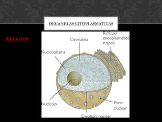 ORGANELAS CITOPLASMÁTICAS
El núcleo:
 