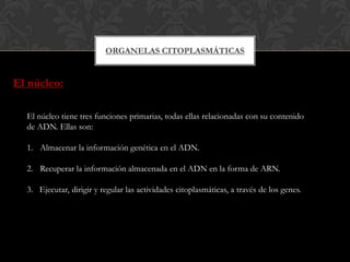 ORGANELAS CITOPLASMÁTICAS
El núcleo:
El núcleo tiene tres funciones primarias, todas ellas relacionadas con su contenido
de ADN. Ellas son:
1. Almacenar la información genética en el ADN.
2. Recuperar la información almacenada en el ADN en la forma de ARN.
3. Ejecutar, dirigir y regular las actividades citoplasmáticas, a través de los genes.
 