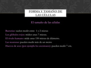 El tamaño de las células
Bacterias: suelen medir entre 1 y 2 micras
Los glóbulos rojos: miden unas 7 micras.
El óvulo humano: mide unas 150 micras de diámetro.
Las neuronas: pueden medir más de un metro
Huevos de aves (por ejemplo los avestruces): pueden medir 7 cm.
FORMA Y TAMAÑO DE
LAS CÉLULAS
 