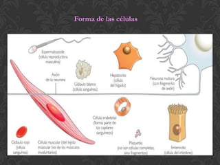 Forma de las células
 