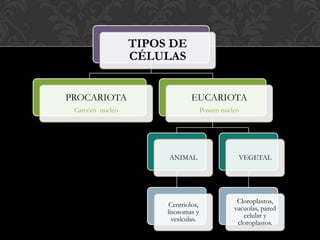 TIPOS DE
CÉLULAS
PROCARIOTA
Carecen núcleo
EUCARIOTA
Poseen núcleo
ANIMAL
Centriolos,
lisosomas y
vesículas.
VEGETAL
Cloroplastos,
vacuolas, pared
celular y
cloroplastos.
 