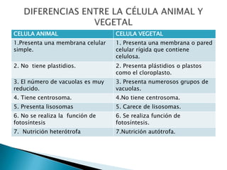 CELULA ANIMAL CELULA VEGETAL
1.Presenta una membrana celular
simple.
1. Presenta una membrana o pared
celular rígida que contiene
celulosa.
2. No tiene plastidios. 2. Presenta plástidios o plastos
como el cloroplasto.
3. El número de vacuolas es muy
reducido.
3. Presenta numerosos grupos de
vacuolas.
4. Tiene centrosoma. 4.No tiene centrosoma.
5. Presenta lisosomas 5. Carece de lisosomas.
6. No se realiza la función de
fotosíntesis
6. Se realiza función de
fotosíntesis.
7. Nutrición heterótrofa 7.Nutrición autótrofa.
 