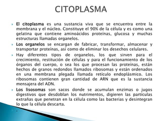  El citoplasma es una sustancia viva que se encuentra entre la
membrana y el núcleo. Constituye el 90% de la célula y es como una
gelatina que contiene aminoácidos proteínas, glucosa y muchas
estructuras llamadas organelos.
 Los organelos se encargan de fabricar, transformar, almacenar y
transportar proteínas, así como de eliminar los desechos celulares.
 Hay diferentes tipos de organelos, los que sirven para el
crecimiento, restitución de células y para el funcionamiento de los
órganos del cuerpo, o sea los que procesan las proteínas, están
hechos de granos redondos llamados ribosomas y están ordenados
en una membrana plegada llamada retículo endoplásmico. Los
ribosomas contienen gran cantidad de ARN que es la sustancia
mensajera del ADN.
 Los lisosomas son sacos donde se acumulan enzimas o jugos
digestivos que desdoblan los nutrimentos, digieren las partículas
extrañas que penetran en la célula como las bacterias y desintegran
lo que la célula descarta.
 .
 