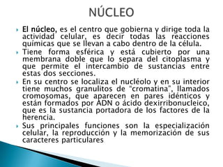  El núcleo, es el centro que gobierna y dirige toda la
actividad celular, es decir todas las reacciones
químicas que se llevan a cabo dentro de la célula.
 Tiene forma esférica y está cubierto por una
membrana doble que lo separa del citoplasma y
que permite el intercambio de sustancias entre
estas dos secciones.
 En su centro se localiza el nucléolo y en su interior
tiene muchos granulitos de “cromatina”, llamados
cromosomas, que aparecen en pares idénticos y
están formados por ADN o ácido dexirribonucleico,
que es la sustancia portadora de los factores de la
herencia.
 Sus principales funciones son la especialización
celular, la reproducción y la memorización de sus
caracteres particulares.
 