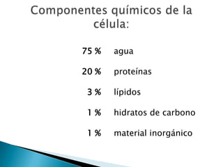 75 % agua
20 % proteínas
3 % lípidos
1 % hidratos de carbono
1 % material inorgánico
 