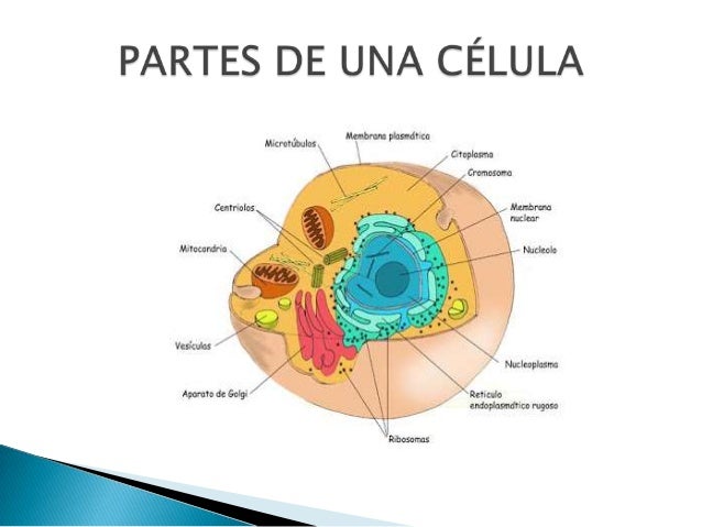 La célula, concepto, partes, funciones.