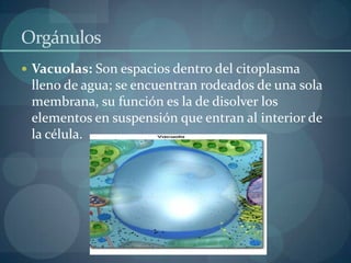 Orgánulos
 Vacuolas: Son espacios dentro del citoplasma

lleno de agua; se encuentran rodeados de una sola
membrana, su función es la de disolver los
elementos en suspensión que entran al interior de
la célula.

 