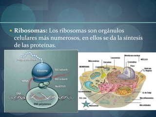  Ribosomas: Los ribosomas son orgánulos

celulares más numerosos, en ellos se da la síntesis
de las proteínas.

 