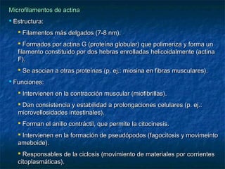 Microfilamentos de actina
 Estructura:
 Filamentos más delgados (7-8 nm).
 Formados por actina G (proteína globular) que polimeriza y forma un
filamento constituido por dos hebras enrolladas helicoidalmente (actina
F).
 Se asocian a otras proteínas (p. ej.: miosina en fibras musculares).
 Funciones:
 Intervienen en la contracción muscular (miofibrillas).
 Dan consistencia y estabilidad a prolongaciones celulares (p. ej.:
microvellosidades intestinales).
 Forman el anillo contráctil, que permite la citocinesis.
 Intervienen en la formación de pseudópodos (fagocitosis y movimeinto
ameboide).
 Responsables de la ciclosis (movimiento de materiales por corrientes
citoplasmáticas).

 