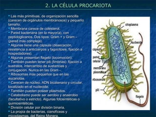 2. LA CÉLULA PROCARIOTA
 Las más primitivas, de organización sencilla
(carecen de orgánulos membranosos) y pequeño
tamaño.
 Membrana carece de colesterol.
 Pared bacteriana (en la mayoría), con
peptidoglicanos. Dos tipos: Gram + y Gram –
(pared más compleja).
 Algunas tiene una cápsula (desecación,
resistencia a anticuerpos y fagocitosis, fijación a
hospedadores).
 Algunas presentan flagelo (locomoción).
 También pueden tener pili (fimbrias): fijación a
sustratos, intercambio de sustancias y
conjugación. Nunca en las Gram -.
 Ribosomas más pequeños que en las
eucariotas.
 Carecen de núcleo. ADN bicatenario y circular,
localizado en el nucleoide.
 También pueden poseer plásmidos.
 Catabolismo puede ser aerobio y anaerobio
(facultativo o estricto). Algunas fotosintéticas o
quimiosintéticas.
 División celular por división binaria.
 La propia de bacterias, cianofíceas y
micoplasmas, del Reino Monera.

 