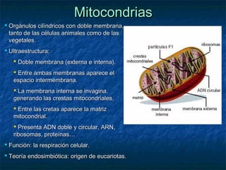Mitocondrias
 Orgánulos cilíndricos con doble membrana,
tanto de las células animales como de las
vegetales.
 Ultraestructura:
 Doble membrana (externa e interna).
 Entre ambas membranas aparece el
espacio intermembrana.
 La membrana interna se invagina,
generando las crestas mitocondriales.
 Entre las cretas aparece la matriz
mitocondrial.
 Presenta ADN doble y circular, ARN,
ribosomas, proteínas…
 Función: la respiración celular.
 Teoría endosimbiótica: origen de eucariotas.

 