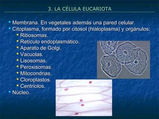 3. LA CÉLULA EUCARIOTA

 Membrana. En vegetales además una pared celular.
 Citoplasma, formado por citosol (hialoplasma) y orgánulos:
 Ribosomas.
 Retículo endoplasmático.
 Aparato de Golgi.
 Vacuolas.
 Lisosomas.
 Peroxisomas.
 Mitocondrias.
 Cloroplastos.
 Centriolos.
 Núcleo.

 